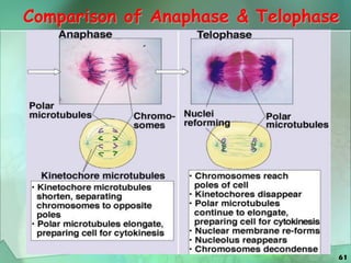 61
Comparison of Anaphase & Telophase
 