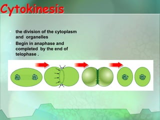 Cytokinesis
•
•
the division of the cytoplasm
and organelles
Begin in anaphase and
completed by the end of
telophase .
 