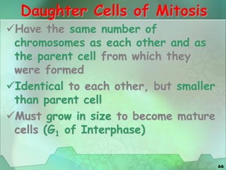 66
Daughter Cells of Mitosis
Have the same number of
chromosomes as each other and as
the parent cell from which they
were formed
Identical to each other, but smaller
than parent cell
Must grow in size to become mature
cells (G1 of Interphase)
 
