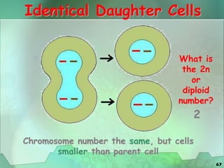 67
Identical Daughter Cells
Chromosome number the same, but cells
smaller than parent cell
What is
the 2n
or
diploid
number?
2
 