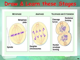 70
Draw & Learn these Stages
 