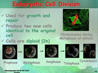 72
Eukaryotic Cell Division
 Used for growth and
repair
 Produce two new cells
identical to the original
cell
 Cells are diploid (2n)
Chromosomes during
Metaphase of mitosis
Prophase Metaphase Anaphase
Telophase
Cytokinesis
Nawabzada Ch Dr M Yasir
 