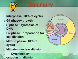 Summary
• Interphase (90% of cycle)
o G1 phase~ growth
o S phase~ synthesis of
DNA
o G2 phase~ preparation for
cell division
• Mitotic phase (10% of
cycle)
o Mitosis~ nuclear division
o Cytokinesis~
cytoplasm division
 