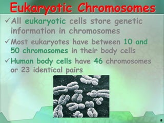 8
Eukaryotic Chromosomes
All eukaryotic cells store genetic
information in chromosomes
Most eukaryotes have between 10 and
50 chromosomes in their body cells
Human body cells have 46 chromosomes
or 23 identical pairs
 