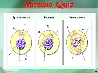 84
Mitosis Quiz
 