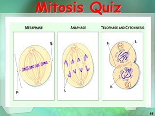 85
Mitosis Quiz
 