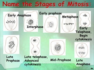 86
Name the Stages of Mitosis:
Interphase
Early prophase
Mid-Prophase
Late
Prophase
Metaphase
Late
Anaphase
Early Anaphase
Early
Telophase,
Begin
cytokinesis
Late telophase,
Advanced
cytokinesis
 