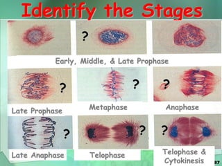87
Identify the Stages
Early, Middle, & Late Prophase
Late Prophase
Metaphase Anaphase
Late Anaphase Telophase Telophase &
Cytokinesis
?
? ? ?
? ? ?
 