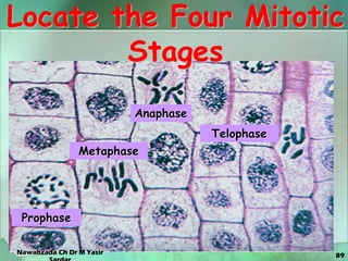 89
Locate the Four Mitotic
Stages
Metaphase
Prophase
Anaphase
Telophase
Nawabzada Ch Dr M Yasir
 