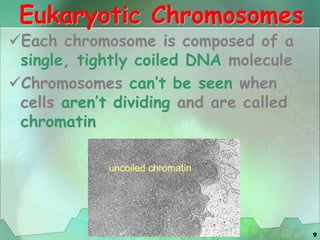 9
Eukaryotic Chromosomes
Each chromosome is composed of a
single, tightly coiled DNA molecule
Chromosomes can’t be seen when
cells aren’t dividing and are called
chromatin
 