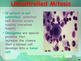 90
Uncontrolled Mitosis
 If mitosis is not
controlled, unlimited
cell division occurs
causing cancerous
tumors
 Oncogenes are special
proteins that
increase the chance
that a normal cell
develops into a tumor
cell
Cancer cells
 
