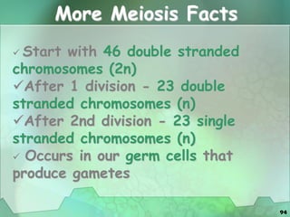 94
 Start with 46 double stranded
chromosomes (2n)
After 1 division - 23 double
stranded chromosomes (n)
After 2nd division - 23 single
stranded chromosomes (n)
 Occurs in our germ cells that
produce gametes
More Meiosis Facts
 