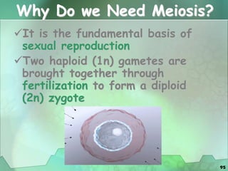 95
Why Do we Need Meiosis?
It is the fundamental basis of
sexual reproduction
Two haploid (1n) gametes are
brought together through
fertilization to form a diploid
(2n) zygote
 