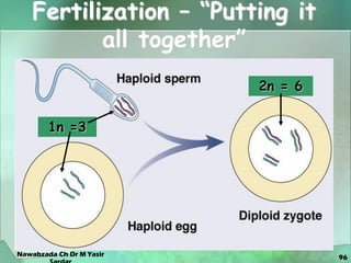 96
Fertilization – “Putting it
all together”
1n =3
2n = 6
Nawabzada Ch Dr M Yasir
 