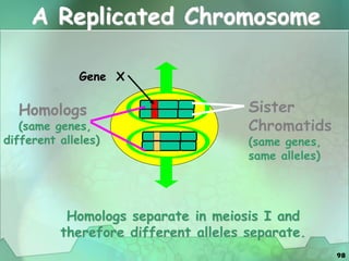 98
A Replicated Chromosome
Homologs
(same genes,
different alleles)
Sister
Chromatids
(same genes,
same alleles)
Gene X
Homologs separate in meiosis I and
therefore different alleles separate.
 