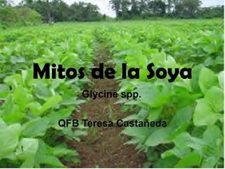 Mitos de la Soya QFB Teresa Castañeda Glycine spp. 