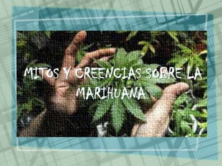 MITOS Y CREENCIAS SOBRE LA
MARIHUANA
 