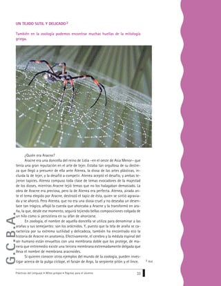 Prácticas del Lenguaje • Mitos griegos • Páginas para el alumno 33
UN TEJIDO SUTIL Y DELICADO 2
También en la zoología podemos encontrar muchas huellas de la mitología
griega.
2 Ibid.
¿Quién era Aracne?
Aracne era una doncella del reino de Lidia –en el oeste de Asia Menor– que
tenía una gran reputación en el arte de tejer. Estaba tan orgullosa de su destre-
za que llegó a presumir de ella ante Atenea, la diosa de las artes plásticas, in-
cluida la de tejer, y la desafió a competir. Atenea aceptó el desafío, y ambas te-
jieron tapices. Atenea compuso toda clase de temas evocadores de la majestad
de los dioses, mientras Aracne tejió temas que no los halagaban demasiado. La
obra de Aracne era preciosa, pero la de Atenea era perfecta. Atenea, airada an-
te el tema elegido por Aracne, destrozó el tapiz de ésta, quien se sintió agravia-
da y se ahorcó. Pero Atenea, que no era una diosa cruel y no deseaba un desen-
lace tan trágico, aflojó la cuerda que ahorcaba a Aracne y la transformó en ara-
ña, la que, desde ese momento, seguirá tejiendo bellas composiciones colgada de
un hilo como si persistiera en su afán de ahorcarse.
En zoología, el nombre de aquella doncella se utiliza para denominar a las
arañas y sus semejantes: son los arácnidos. Y, puesto que la tela de araña se ca-
racteriza por su extrema sutilidad y delicadeza, también ha encontrado eco la
historia de Aracne en anatomía. Efectivamente, el cerebro y la médula espinal del
ser humano están envueltos con una membrana doble que los protege, de ma-
nera que entremedio existe una tercera membrana extremadamente delgada que
lleva el nombre de membrana aracnoides.
Si quieren conocer otros ejemplos del mundo de la zoología, pueden inves-
tigar acerca de la pulga cíclope, el faisán de Argo, la serpiente pitón y el lince.
G.C.B.A.
 