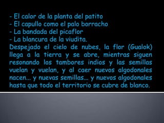 - El calor de la planta del patito- El capullo como el palo borracho- La bandada del picaflor- La blancura de la viudita.Despejado el cielo de nubes, la flor (Gualok) llega a la tierra y se abre, mientras siguen resonando los tambores indios y las semillas vuelan y vuelan, y al caer nuevos algodonales nacen... y nuevas semillas... y nuevos algodonales hasta que todo el territorio se cubre de blanco.