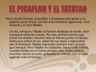 EL PICAFLOR Y EL TATATAO 
Hace mucho tiempo, el picaflor y el tatatao eran gente y no 
pájaros como ahora. Los dos eran hombres aguarunas. Uno 
Jempué y el otro Yákako. 
Un día, Jempué y Yákako se fueron atrabajar al monte. Iban 
a preparar chacras nuevas. Por eso, primero tenían que 
cortar los árboles. Muchos días se fueron juntos a trabajar. 
Antes que saliera el sol, salían de sus casas y regresaban 
casi al nochecer. Yákako regresaba siempre más cansado 
que Jempué. Pero Yákako no trabajaba. Hacía ruido nomás. 
Cuando estaba en el monte gritaba, reía, tiraba piedras 
enormes contra el suelo, golpeaba los árboles con un palo, 
jugando todo el tiempo. 
 