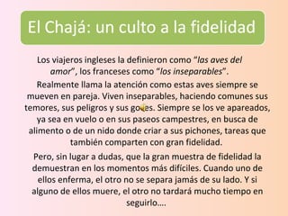 Realmente llama la atención como estas aves siempre se mueven en pareja. Viven inseparables, haciendo comunes sus temores, sus peligros y sus goces. Siempre se los ve apareados, ya sea en vuelo o en sus paseos campestres, en busca de alimento o de un nido donde criar a sus pichones, tareas que también comparten con gran fidelidad.  Pero, sin lugar a dudas, que la gran muestra de fidelidad la demuestran en los momentos más difíciles. Cuando uno de ellos enferma, el otro no se separa jamás de su lado. Y si alguno de ellos muere, el otro no tardará mucho tiempo en seguirlo….  Los viajeros ingleses la definieron como “ las aves del amor ”, los franceses como “ los inseparables ”. 