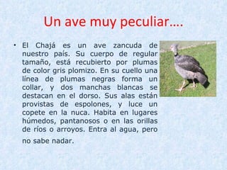 Un ave muy peculiar…. El Chajá es un ave zancuda de nuestro país. Su cuerpo de regular tamaño, está recubierto por plumas de color gris plomizo. En su cuello una línea de plumas negras forma un collar, y dos manchas blancas se destacan en el dorso. Sus alas están provistas de espolones, y luce un copete en la nuca. Habita en lugares húmedos, pantanosos o en las orillas de ríos o arroyos. Entra al agua, pero no sabe nadar.   