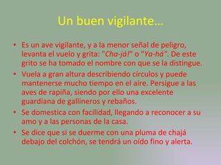 Un buen vigilante… Es un ave vigilante, y a la menor señal de peligro, levanta el vuelo y grita: " Cha-já! " o " Ya-há" . De este grito se ha tomado el nombre con que se la distingue.  Vuela a gran altura describiendo círculos y puede mantenerse mucho tiempo en el aire. Persigue a las aves de rapiña, siendo por ello una excelente guardiana de gallineros y rebaños. Se domestica con facilidad, llegando a reconocer a su amo y a las personas de la casa.  Se dice que si se duerme con una pluma de chajá debajo del colchón, se tendrá un oído fino y alerta. 