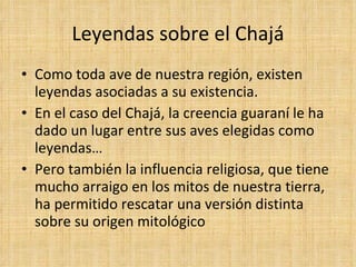 Leyendas sobre el Chajá Como toda ave de nuestra región, existen leyendas asociadas a su existencia.  En el caso del Chajá, la creencia guaraní le ha dado un lugar entre sus aves elegidas como leyendas… Pero también la influencia religiosa, que tiene mucho arraigo en los mitos de nuestra tierra, ha permitido rescatar una versión distinta sobre su origen mitológico 