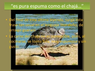 “ es pura espuma como el chajá…” Del final de esta última leyenda, surge esta frase tan usual en el lenguaje litoraleño, de arraigo guaraní. La carne del chajá no es comestible, pues, al cocinarse, se torna fofa, muy espumosa y sin gusto. 