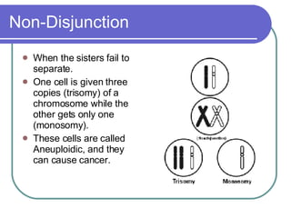 Non-Disjunction When the sisters fail to separate.  One cell is given three copies (trisomy) of a chromosome while the other gets only one (monosomy). These cells are called Aneuploidic, and they can cause cancer. 