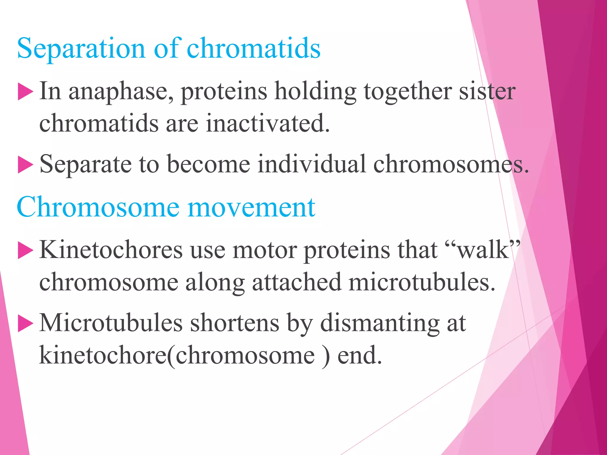 Separation of chromatids
 In anaphase, proteins holding together sister
chromatids are inactivated.
 Separate to become individual chromosomes.
Chromosome movement
 Kinetochores use motor proteins that “walk”
chromosome along attached microtubules.
 Microtubules shortens by dismanting at
kinetochore(chromosome ) end.
 