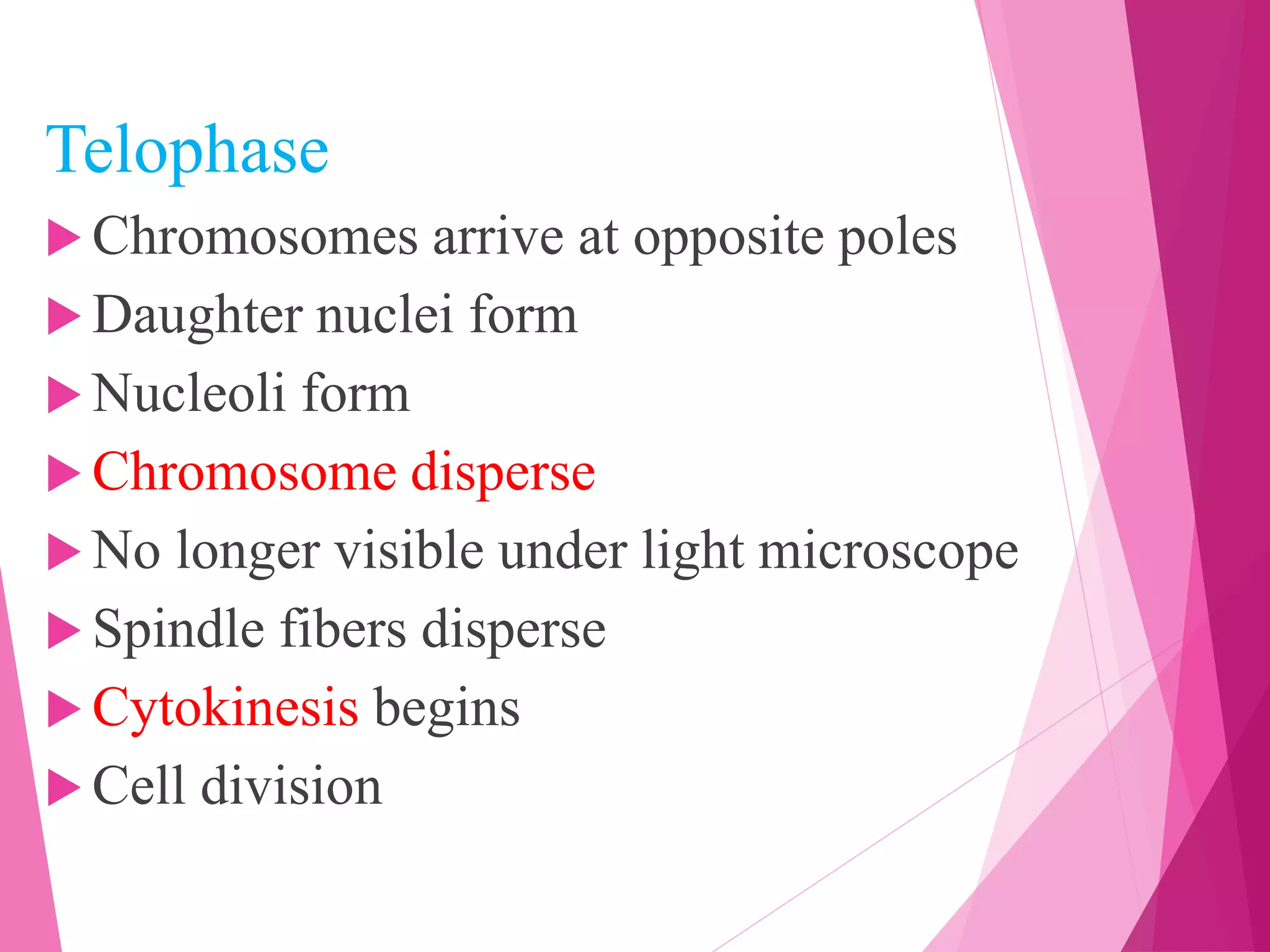 Telophase
 Chromosomes arrive at opposite poles
 Daughter nuclei form
 Nucleoli form
 Chromosome disperse
 No longer visible under light microscope
 Spindle fibers disperse
 Cytokinesis begins
 Cell division
 