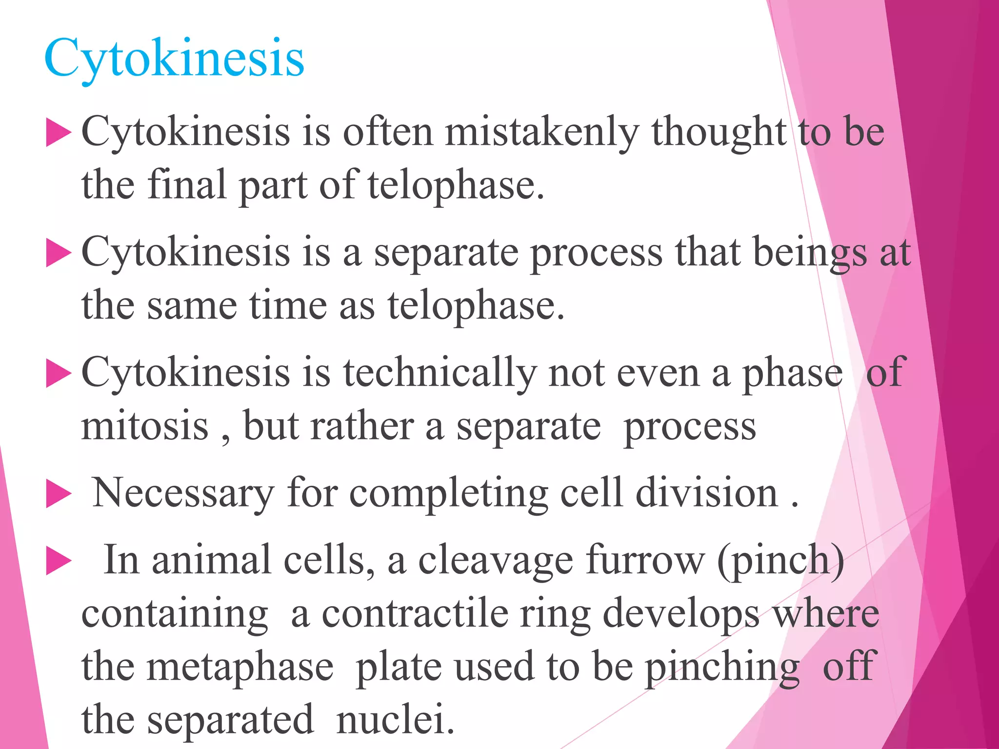 Cytokinesis
 Cytokinesis is often mistakenly thought to be
the final part of telophase.
 Cytokinesis is a separate process that beings at
the same time as telophase.
 Cytokinesis is technically not even a phase of
mitosis , but rather a separate process
 Necessary for completing cell division .
 In animal cells, a cleavage furrow (pinch)
containing a contractile ring develops where
the metaphase plate used to be pinching off
the separated nuclei.
 