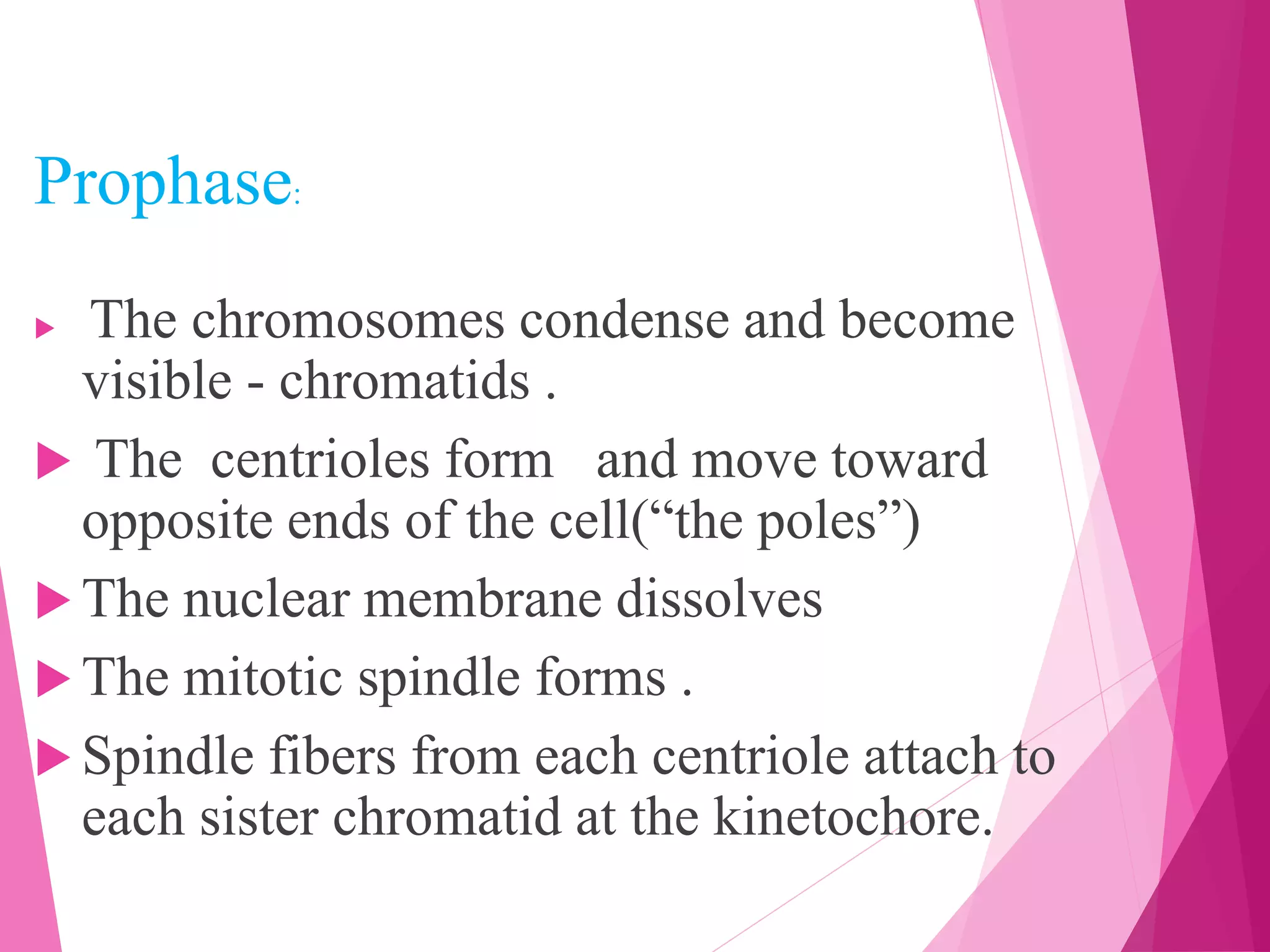Prophase:
 The chromosomes condense and become
visible - chromatids .
 The centrioles form and move toward
opposite ends of the cell(“the poles”)
 The nuclear membrane dissolves
 The mitotic spindle forms .
 Spindle fibers from each centriole attach to
each sister chromatid at the kinetochore.
 