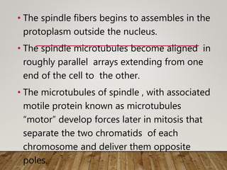 Mitotic cell division (2) | PPT