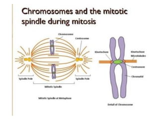 Comprehensive Overview of Mitotic Spindle Formation, Centrosome Biology ...