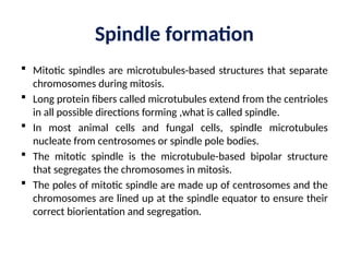 Comprehensive Overview of Mitotic Spindle Formation, Centrosome Biology ...
