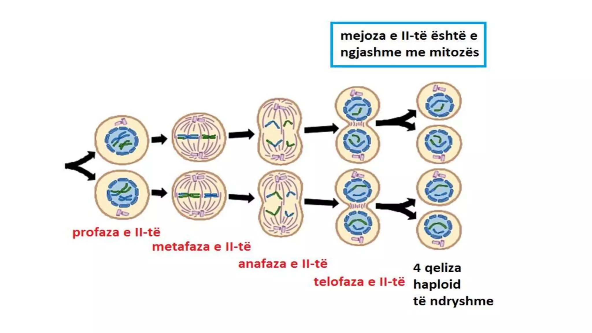 Mitoza I Mejoza Kartkówka Nowa Era mitoza dhe mejoza.pptx