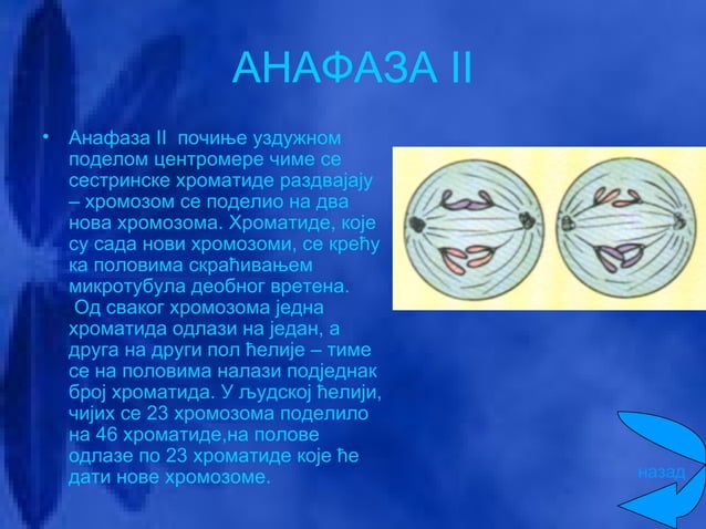 Sprawdzian Z Biologi 1 Liceum Mitoza I Mejoza Biologija - Mitoza i mejoza - Milijana Zec - Dimitrijević Radica | PPT