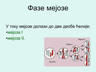 Фазе мејозе

У току мејозе долази до две деобе ћелије:
•мејоза I
•мејоза II.
 