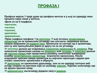 ПРОФАЗА I

Профаза мејозе 1 траје дуже од профазе митозе и у њој се одвијају неки
процеси којих нема у митози.
•Дели се на 5 подфаза:
•лептотен,
•зиготен,
•пахитен,
•диплотен
•дијакинезис.
•Прва подфаза профазе 1 је лептотен. У њој почиње кондезовање
хроматида па се хромозоми уочавају као кончасте творевине везане
својим крајевима за једарни овој. Хромозом се састоји од 2 хроматиде,
али су оне приљубљене једна уз другу па се не уочавају.
•У зиготену долази до спаривања хомологих хромозома тј. синапси. Пар
хомологих хромозома назива се бивалент или тетрада. У пахитену долази
до кросинг-овера који представља размену генетичког материјала
између несестринских хроматида хомологих хромозома. После
извршеног кросинг-овера хромозом из мајчине гарнитуре садржи део
очевог хомологог хромозома и обрнуто.
•У диплотену се хромозоми удаљавају, али се не одвајају потпуно већ
остају спојени на местима која се називају хијазме. Хијазме означавају где
се вршио кросинг-овер.
•У дијакинезису ишчезавају једарни овој и једарце.
 