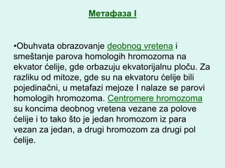 Meтафаза I


•Obuhvata obrazovanje deobnog vretena i
smeštanje parova homologih hromozoma na
ekvator ćelije, gde orbazuju ekvatorijalnu ploču. Za
razliku od mitoze, gde su na ekvatoru ćelije bili
pojedinačni, u metafazi mejoze I nalaze se parovi
homologih hromozoma. Centromere hromozoma
su koncima deobnog vretena vezane za polove
ćelije i to tako što je jedan hromozom iz para
vezan za jedan, a drugi hromozom za drugi pol
ćelije.
 