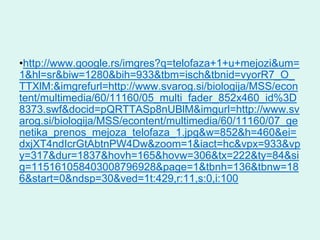 •http://www.google.rs/imgres?q=telofaza+1+u+mejozi&um=
1&hl=sr&biw=1280&bih=933&tbm=isch&tbnid=vyorR7_O_
TTXlM:&imgrefurl=http://www.svarog.si/biologija/MSS/econ
tent/multimedia/60/11160/05_multi_fader_852x460_id%3D
8373.swf&docid=pQRTTASp8nUBlM&imgurl=http://www.sv
arog.si/biologija/MSS/econtent/multimedia/60/11160/07_ge
netika_prenos_mejoza_telofaza_1.jpg&w=852&h=460&ei=
dxjXT4ndIcrGtAbtnPW4Dw&zoom=1&iact=hc&vpx=933&vp
y=317&dur=1837&hovh=165&hovw=306&tx=222&ty=84&si
g=115161058403008796928&page=1&tbnh=136&tbnw=18
6&start=0&ndsp=30&ved=1t:429,r:11,s:0,i:100
 