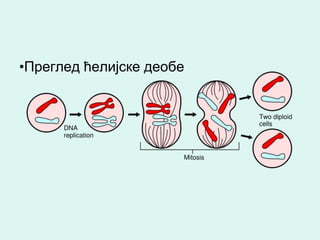 •Преглед ћелијске деобе
 