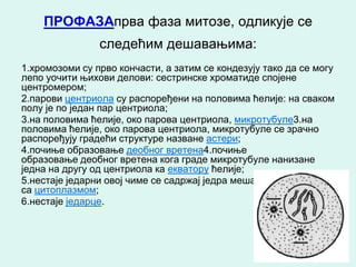 ПРОФАЗАпрва фаза митозе, одликује се
                следећим дешавањима:
1.хромозоми су прво кончасти, а затим се кондезују тако да се могу
лепо уочити њихови делови: сестринске хроматиде спојене
центромером;
2.парови центриола су распоређени на половима ћелије: на сваком
полу је по један пар центриола;
3.на половима ћелије, око парова центриола, микротубуле3.на
половима ћелије, око парова центриола, микротубуле се зрачно
распоређују градећи структуре назване астери;
4.почиње образовање деобног вретена4.почиње
образовање деобног вретена кога граде микротубуле нанизане
једна на другу од центриола ка екватору ћелије;
5.нестаје једарни овој чиме се садржај једра меша
са цитоплазмом;
6.нестаје једарце.
 