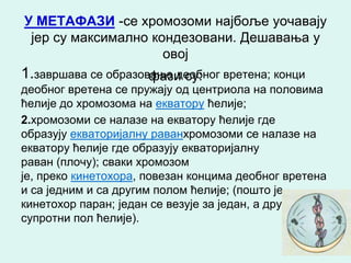 У МЕТАФАЗИ -се хромозоми најбоље уочавају
 јер су максимално кондезовани. Дешавања у
                     овој
1.завршава се образовање деобног вретена; конци
                     фази су:
деобног вретена се пружају од центриола на половима
ћелије до хромозома на екватору ћелије;
2.хромозоми се налазе на екватору ћелије где
образују екваторијалну раванхромозоми се налазе на
екватору ћелије где образују екваторијалну
раван (плочу); сваки хромозом
је, преко кинетохора, повезан концима деобног вретена
и са једним и са другим полом ћелије; (пошто је
кинетохор паран; један се везује за један, а други за
супротни пол ћелије).
 