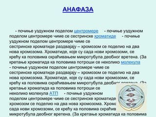 АНАФАЗА


   - почиње уздужном поделом центромере - почиње уздужном
поделом центромере чиме се сестринске хроматиде - почиње
уздужном поделом центромере чиме се
сестринске хроматиде раздвајају – хромозом се поделио на два
нова хромозома. Хроматиде, које су сада нови хромозоми, се
крећу ка половима скраћивањем микротубула деобног вретена. (За
кретање хроматида ка половима потроши се неколико молекула
- почиње уздужном поделом центромере чиме се
сестринске хроматиде раздвајају – хромозом се поделио на два
нова хромозома. Хроматиде, које су сада нови хромозоми, се
крећу ка половима скраћивањем микротубула деобног вретена. (За
кретање хроматида ка половима потроши се
неколико молекула АТП - почиње уздужном
поделом центромере чиме се сестринске хроматиде раздвајају –
хромозом се поделио на два нова хромозома. Хроматиде, које су
сада нови хромозоми, се крећу ка половима скраћивањем
микротубула деобног вретена. (За кретање хроматида ка половима
 