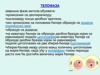 ТЕЛОФАЗА
завршна фаза митозе,обухвата:
•хромозоми се деспирализују;
•ишчезавају конци деобног вретена;
•око хромозома на половима ћелије образује се једарни
(нуклеусни) овој;
•образује се једарце;
•на екватору ћелије се образује деобна бразда којом се
равномерно подели цитоплазмана екватору ћелије се
образује деобна бразда којом се равномерно
подели цитоплазма на две кћерке-ћелије (цитокинеза)
•кћерке-ћелије имају упола мању количину цитоплазме
од мајке-ћелије; када уђу у интерфазу током периода
раста оне ће достићи величину мајке ћелије.
 