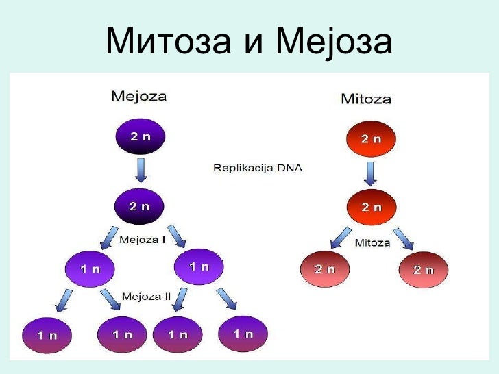 Митоза и мејоза
