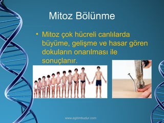 Mitoz Bölünme Mitoz çok hücreli canlılarda büyüme, gelişme ve hasar gören dokuların onarılması ile sonuçlanır. www.egitimbudur.com 